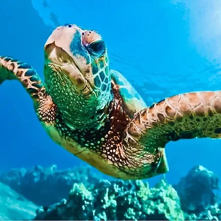 Sea Zoe, Summer House *